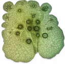 Guargumi